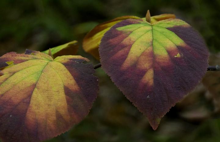 05 Viburnum 6780.jpg